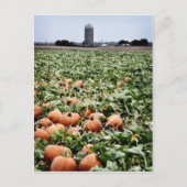 Pumpkin Patch in Lawrence, KS Postkarte (Vorderseite)