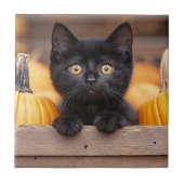 Pumpkin Patch Kitten Fliese (Vorderseite)