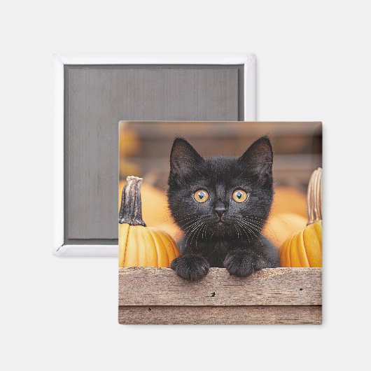 Pumpkin Patch Kitten Magnet (Vorderseite/Rückseite)