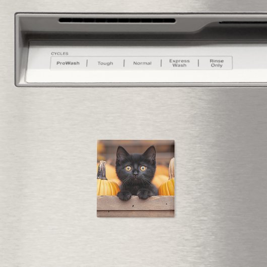 Pumpkin Patch Kitten Magnet (In Situ (Geschirrspüler))