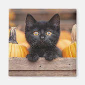 Pumpkin Patch Kitten Magnet (Vorne)