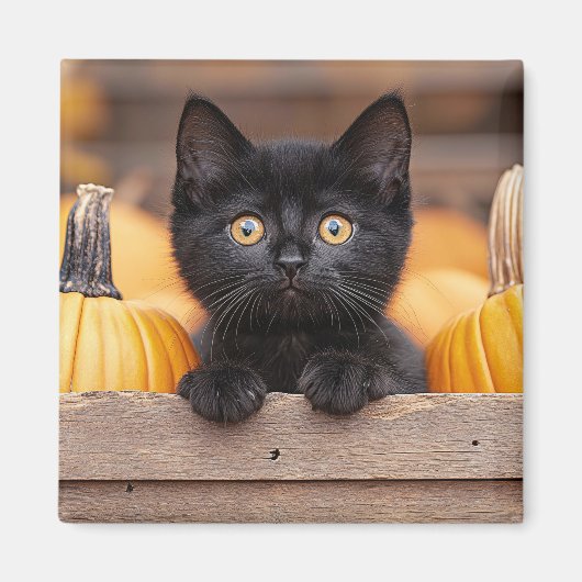Pumpkin Patch Kitten Magnet (Vorne)