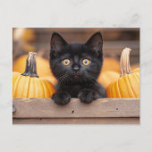 Pumpkin Patch Kitten Postkarte (Vorderseite)