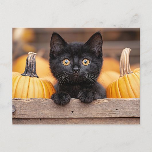 Pumpkin Patch Kitten Postkarte (Vorderseite)