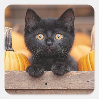 Pumpkin Patch Kitten Quadratischer Aufkleber