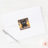Pumpkin Patch Kitten Quadratischer Aufkleber (Umschlag)