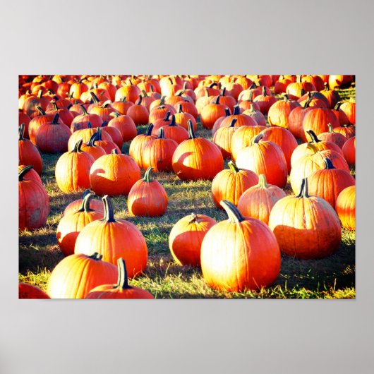 Pumpkin Patch Poster (Vorne)