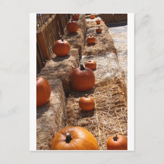 Pumpkin Patch Postkarte (Vorderseite)