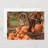 Pumpkin Patch Postkarte (Vorne/Hinten)
