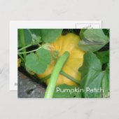 Pumpkin Patch Postkarte (Vorne/Hinten)