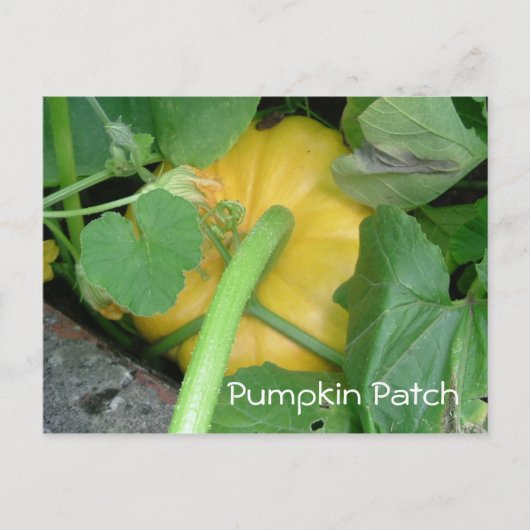 Pumpkin Patch Postkarte (Vorderseite)