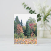 Pumpkin Patch Postkarte (Stehend Vorderseite)