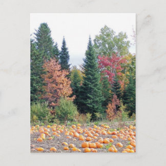 Pumpkin Patch Postkarte