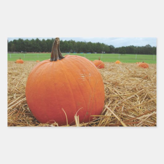 Pumpkin Patch Rechteckiger Aufkleber (Vorderseite)