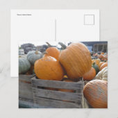 Pumpkin Pile Postkarte (Vorne/Hinten)