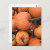 Pumpkin Pile! Postkarte (Vorne/Hinten)