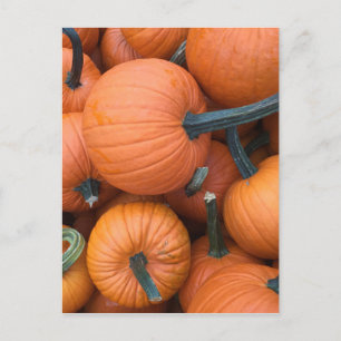 Pumpkin Pile! Postkarte