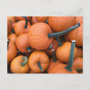 Pumpkin Pile! Postkarte