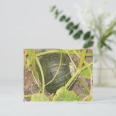 Pumpkin Postkarte (Stehend Vorderseite)
