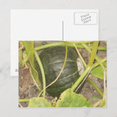Pumpkin Postkarte (Vorne/Hinten)