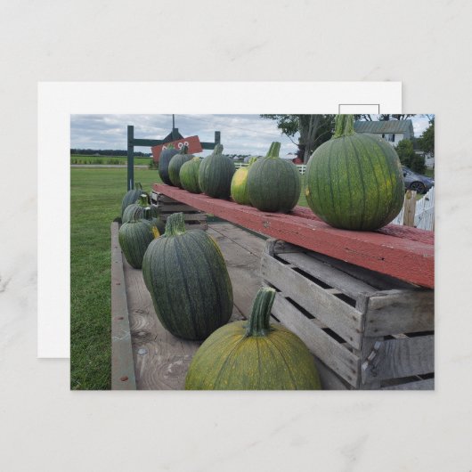 Pumpkin Postkarte (Vorne/Hinten)