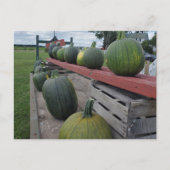 Pumpkin Postkarte (Vorderseite)