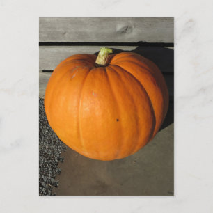 Pumpkin Postkarte