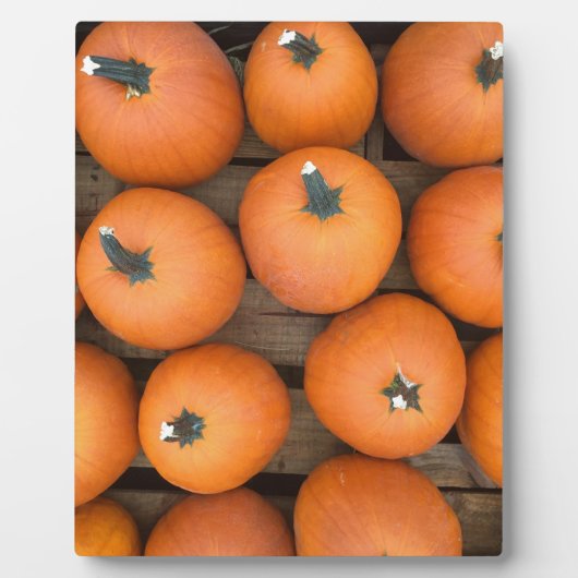 Pumpkin Rows Fotoplatte (Vorderseite)