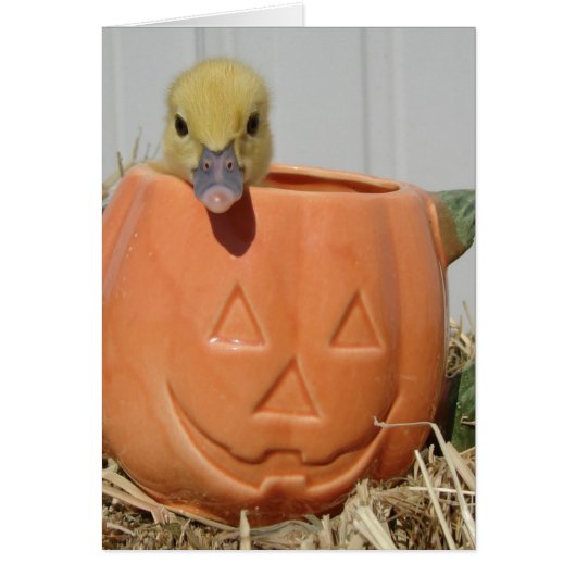 Pumpkin Spice (Vorne)