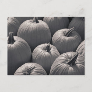 Pumpkins auf einem lokalen Bauernmarkt Postkarte