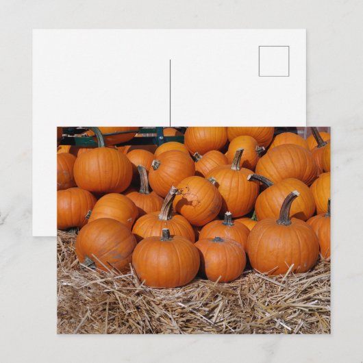 Pumpkins Fall Postcard Postkarte (Vorne/Hinten)