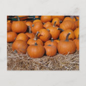Pumpkins Fall Postcard Postkarte (Vorderseite)