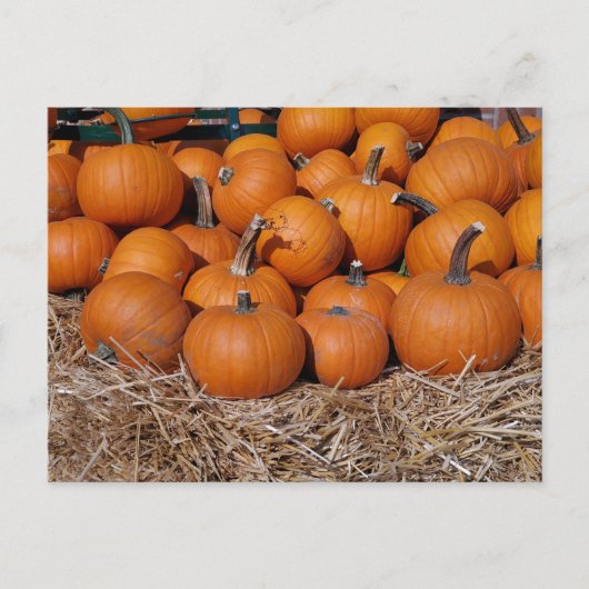 Pumpkins Fall Postcard Postkarte (Vorderseite)