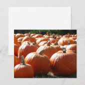 Pumpkins Foto für Herbst, Halloween oder Erntedank (Vorne/Hinten)