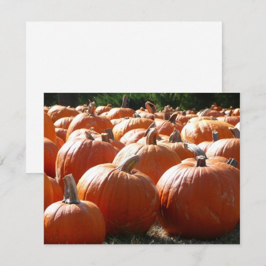 Pumpkins Foto für Herbst, Halloween oder Erntedank (Vorne/Hinten)