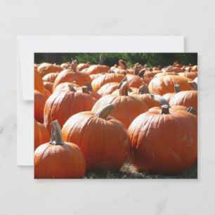 Pumpkins Foto für Herbst, Halloween oder Erntedank