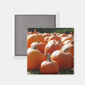 Pumpkins Foto für Herbst, Halloween oder Erntedank Magnet (Vorderseite/Rückseite)