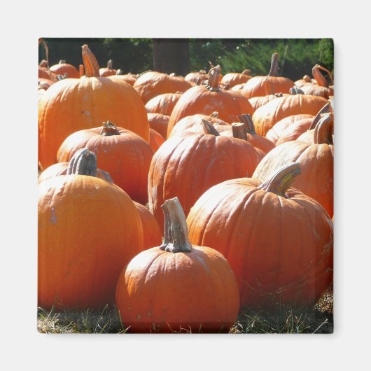 Pumpkins Foto für Herbst, Halloween oder Erntedank Magnet (Vorne)