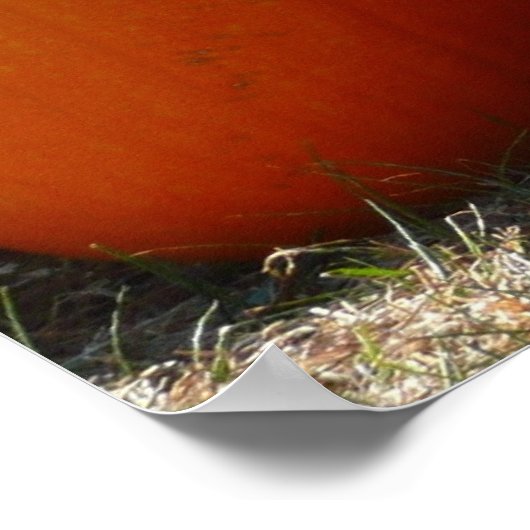 Pumpkins Foto für Herbst, Halloween oder Erntedank Poster (Ecke)