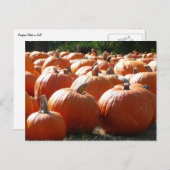 Pumpkins Foto für Herbst, Halloween oder Erntedank Postkarte (Vorne/Hinten)