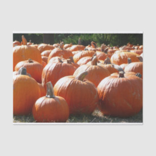 Pumpkins Foto für Herbst, Halloween oder Erntedank Seidenpapier