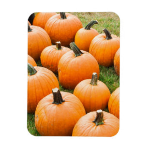 Pumpkins für den Verkauf auf einem Bauernmarkt Magnet