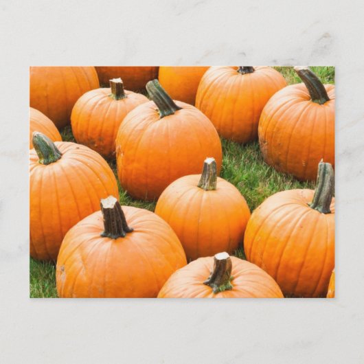Pumpkins für den Verkauf auf einem Bauernmarkt Postkarte (Vorderseite)