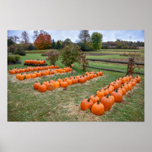 Pumpkins für den Verkauf, New Yorker Bauernhof Poster