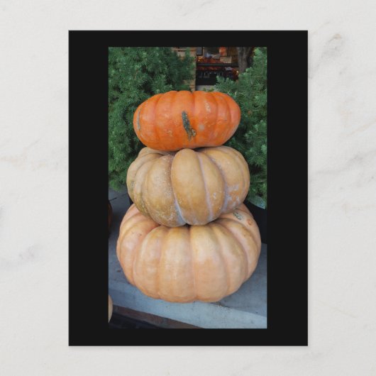 Pumpkins Herbstpostkarte Postkarte (Vorderseite)