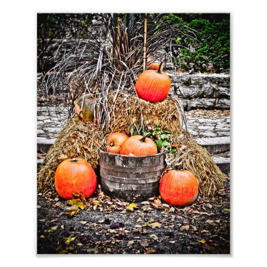 Pumpkins in Quebec Fotodruck (Vorne)