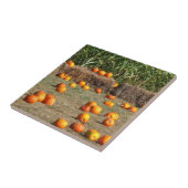 Pumpkins, Mais und Hay Herbst Erntefotografie Fliese (Seite)