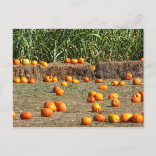 Pumpkins, Mais und Hay Herbst Erntefotografie Postkarte