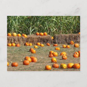 Pumpkins, Mais und Hay Herbst Erntefotografie Postkarte