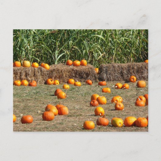 Pumpkins, Mais und Hay Herbst Erntefotografie Postkarte (Vorderseite)